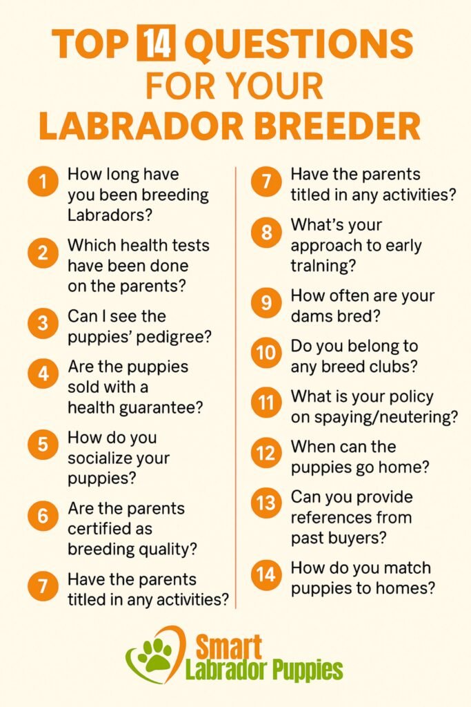 Top 14 Questions for Your Labrador Breeder
