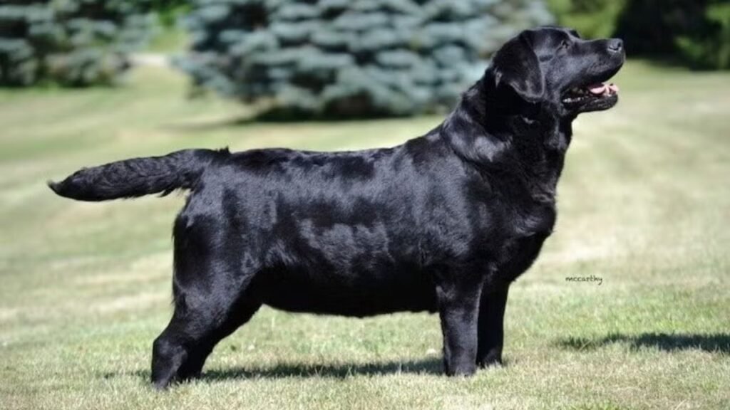 AKC Registered Labrador Breeders