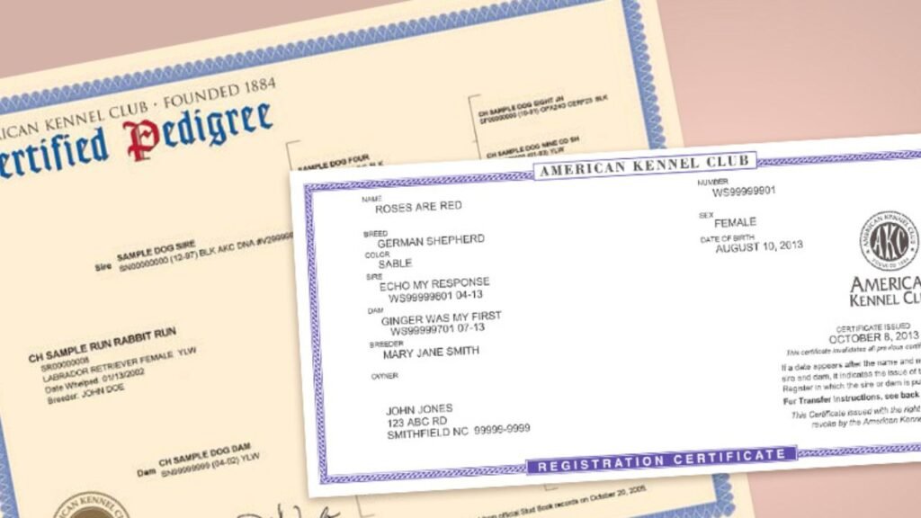 AKC Registered Labrador Breeders