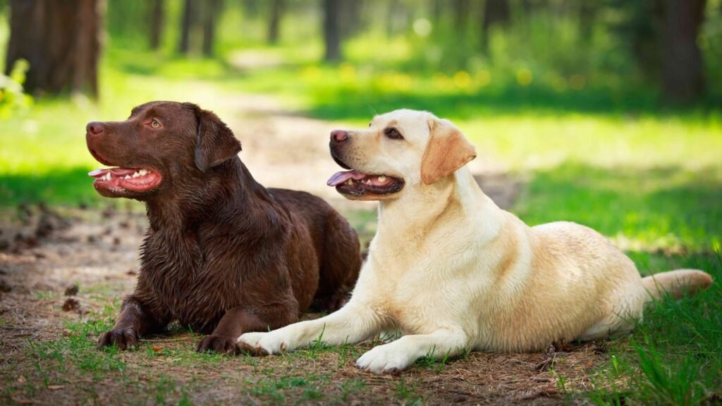 are Labrador retrievers hypoallergenic