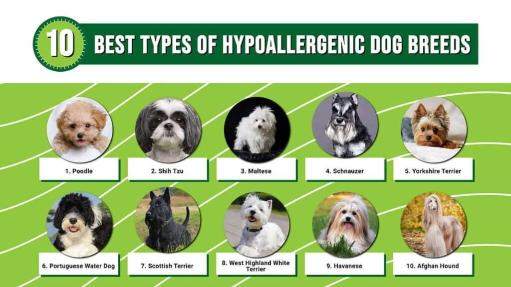 are Labrador retrievers hypoallergenic