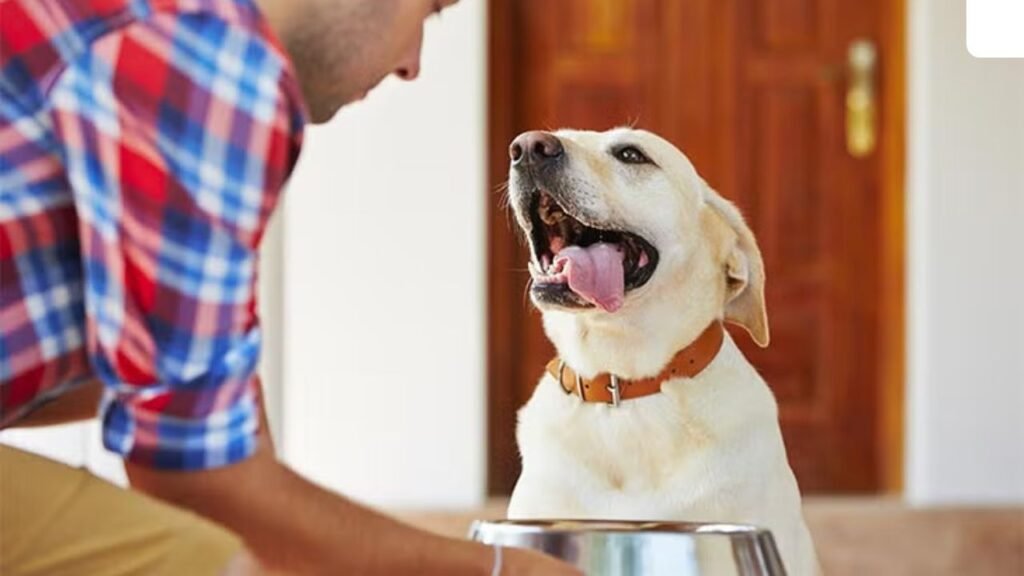 labrador retriever allergies