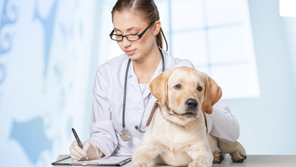 labrador retriever allergies