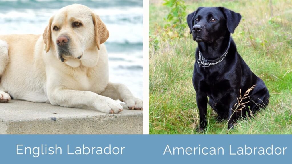 English vs. American Labradors: Understanding the Key Differences