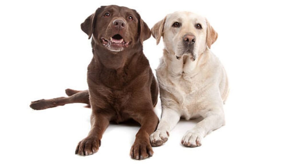 English vs. American Labradors: Understanding the Key Differences