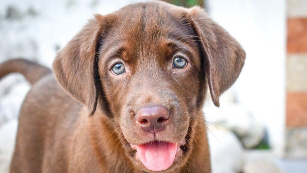 Finding Ethical Chocolate Lab Breeders: A Comprehensive Guide