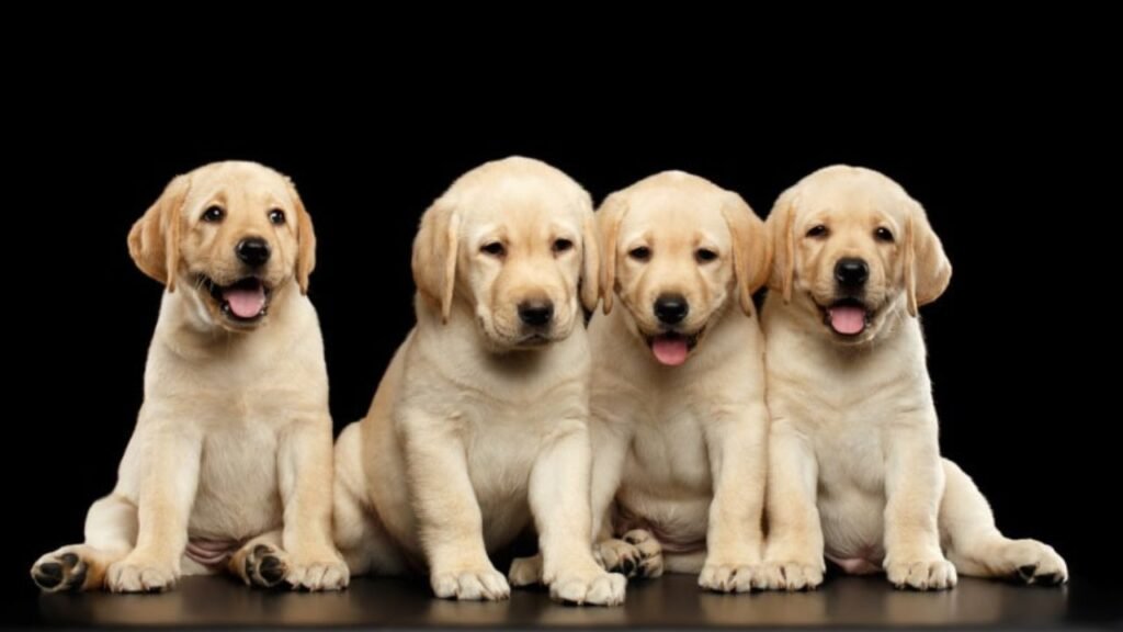 Labrador Breeders Near Me: A Local Search Guide