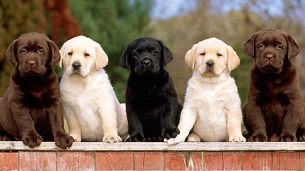Finding Reputable Labrador Breeders Near Me