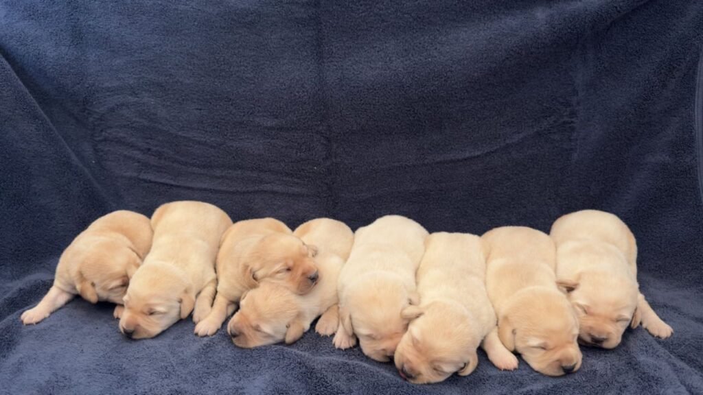 Finding Reputable Labrador Breeders Near Me