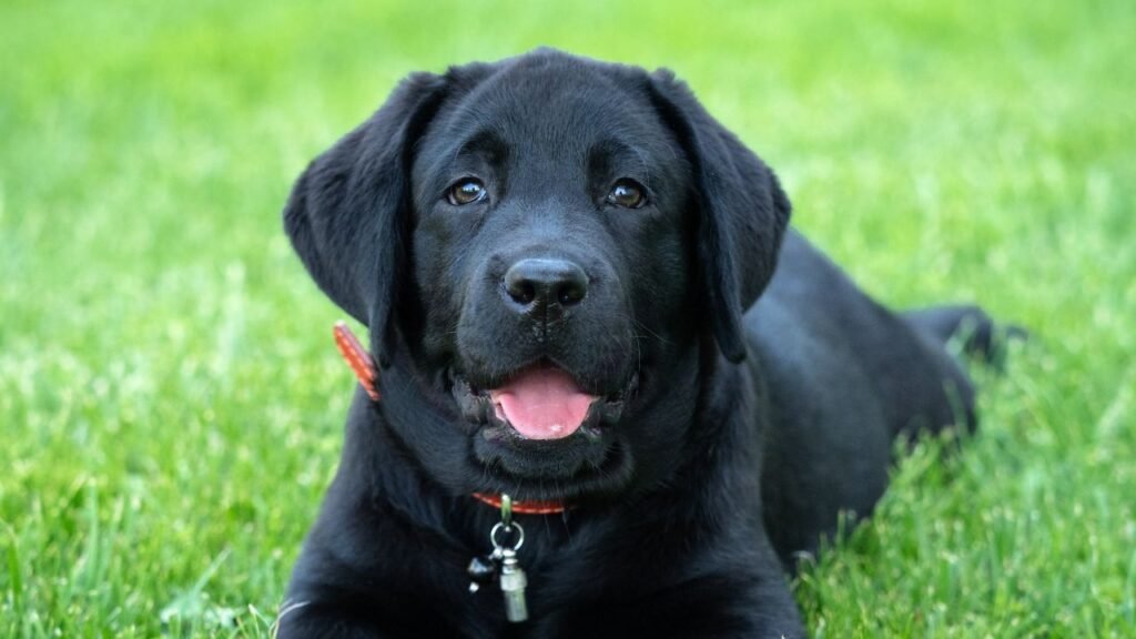 Labrador Retriever Adoption