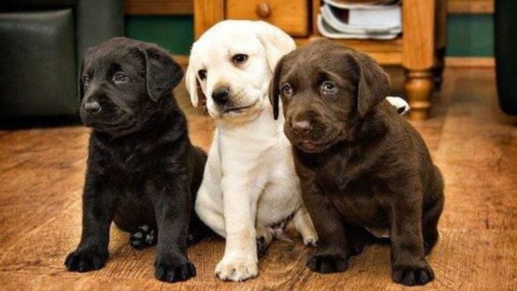 Labrador Retriever Adoption: Your Complete Guide to Finding Your New Best Friend