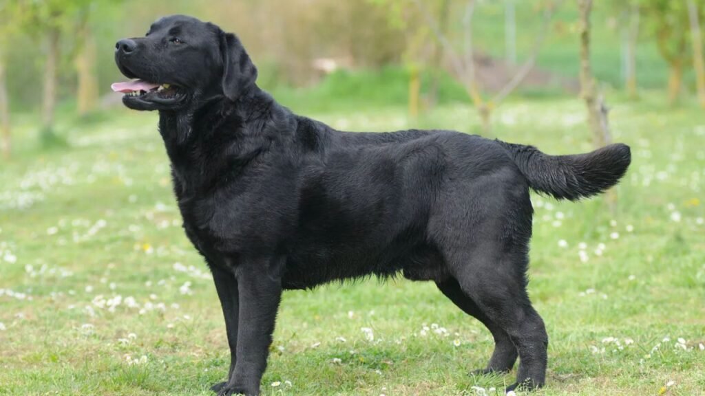 Labrador Retriever Adoption: Your Complete Guide to Finding Your New Best Friend