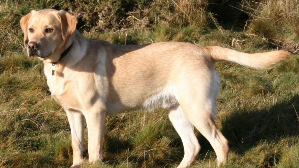 Labrador Retriever Physical Appearance