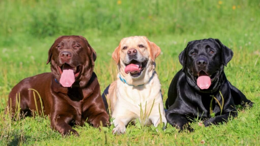 Labrador Retriever Physical Appearance