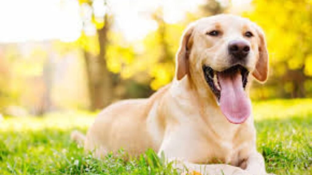 Labrador Retriever breed traits