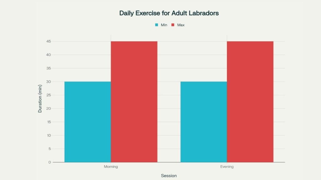 Labrador Retriever exercise needs