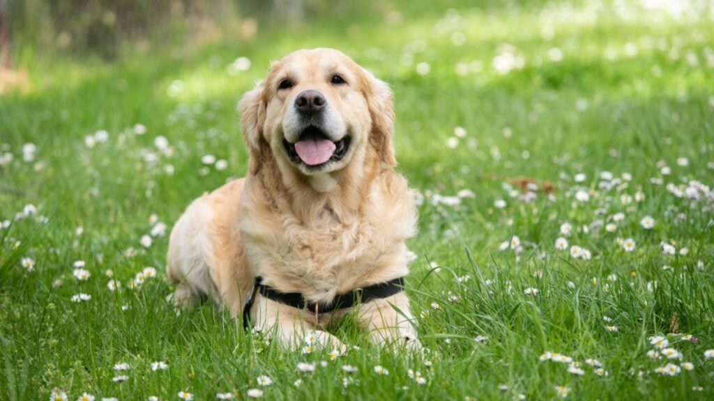 Labrador Retriever origin and history