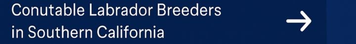 Labrador Breeders in California