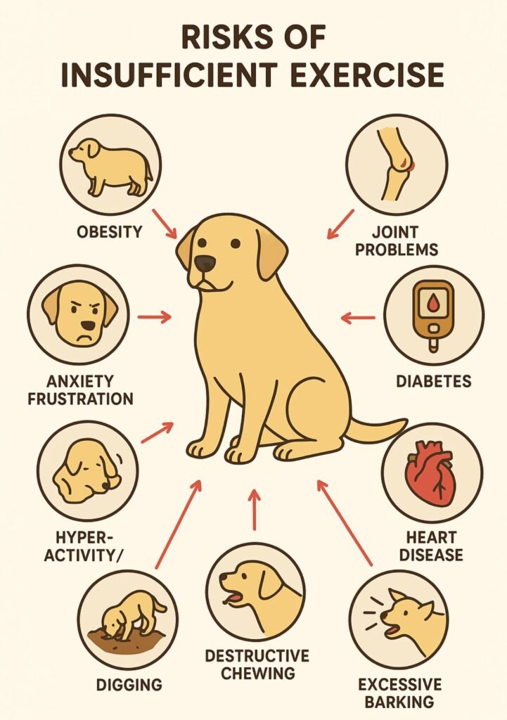Labrador Retriever exercise needs