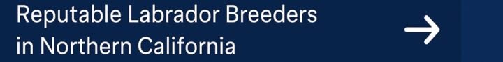 Labrador Breeders in California