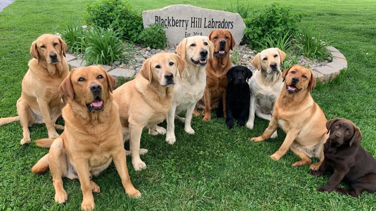 AKC Registered Labrador Breeders