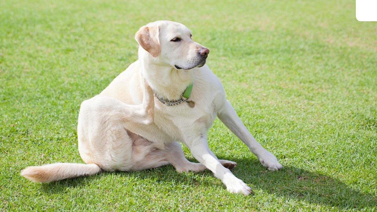 Labrador retriever allergies