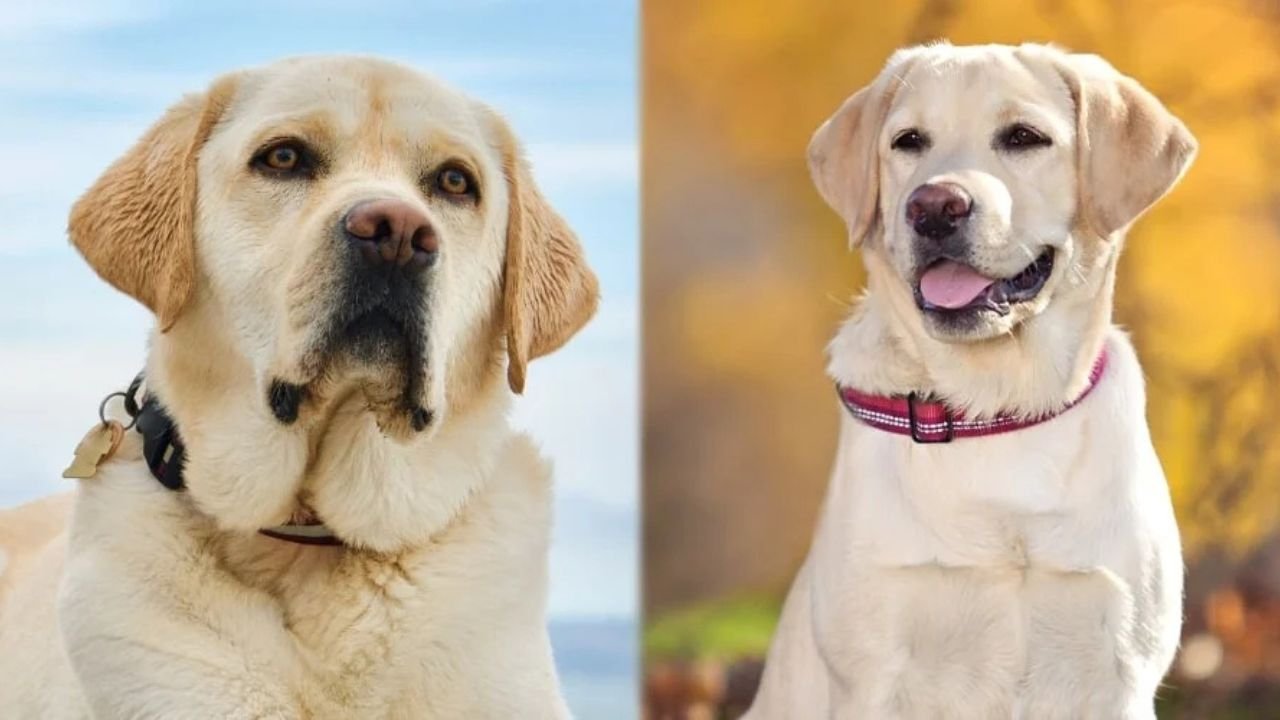 English vs. American Labradors