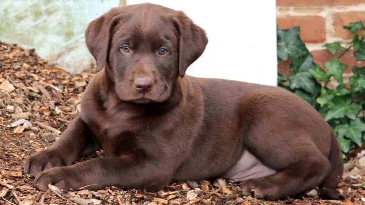 Ethical Chocolate Lab Breeders