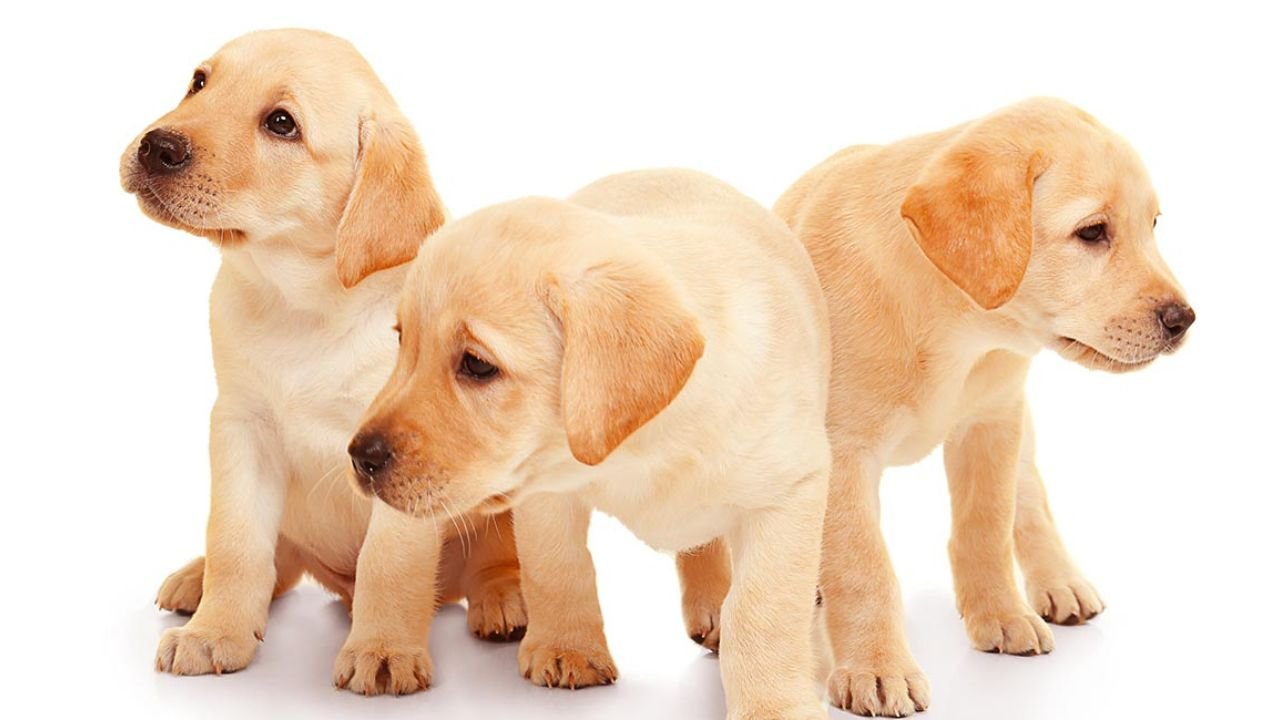 Finding Reputable Labrador Breeders Near Me