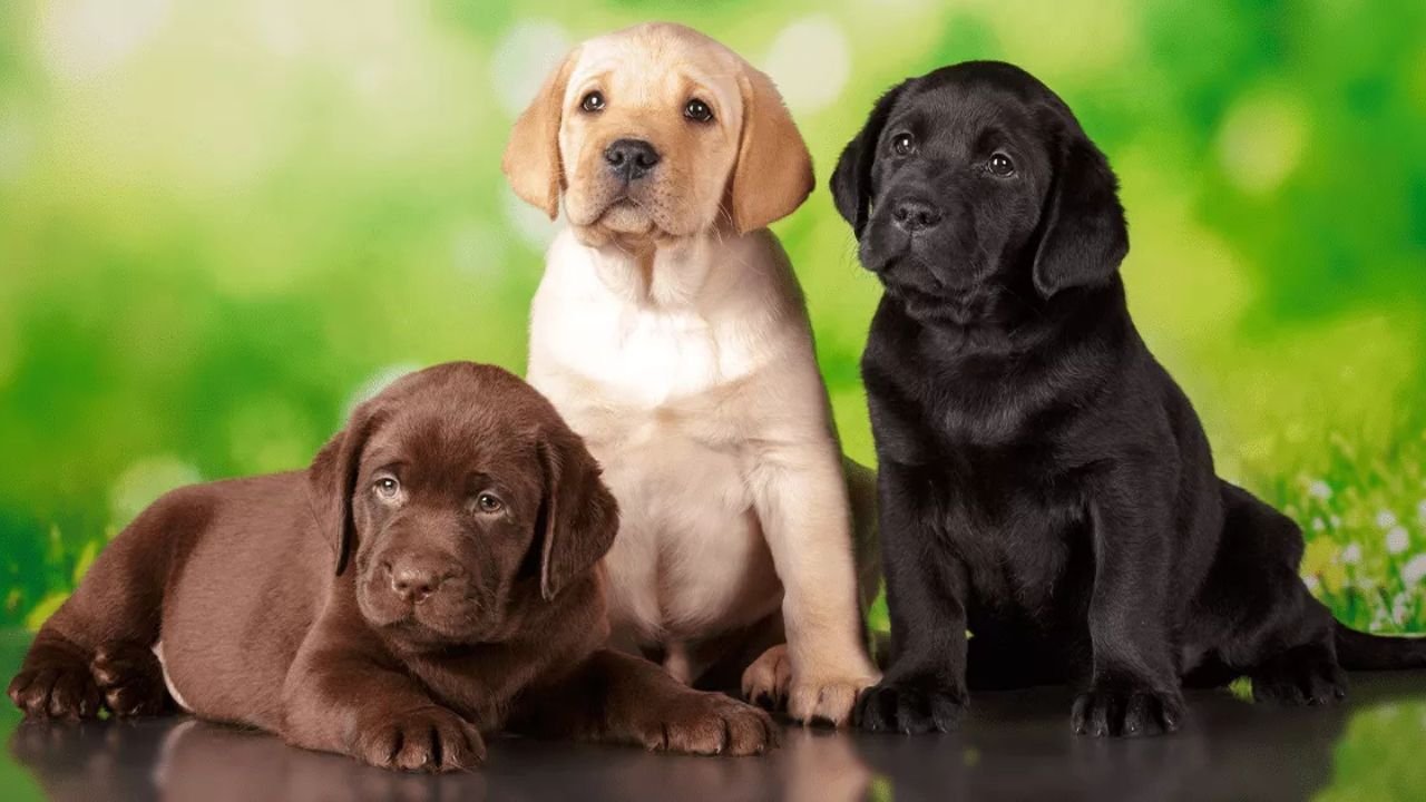 Labrador Puppy Prices