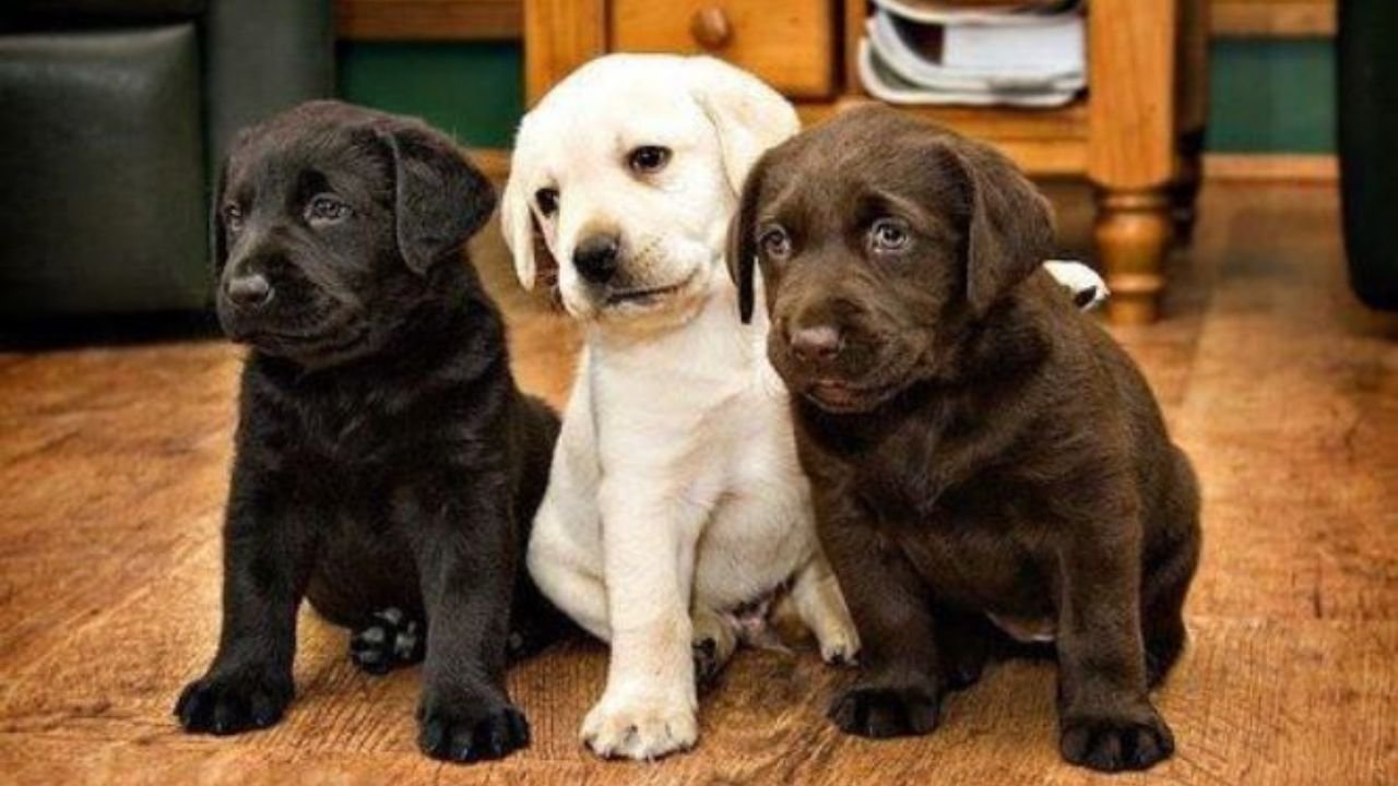 Labrador Retriever Adoption: Your Complete Guide to Finding Your New Best Friend