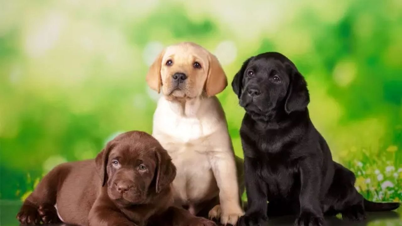 Labrador Retriever coat colors (black, yellow, chocolate)