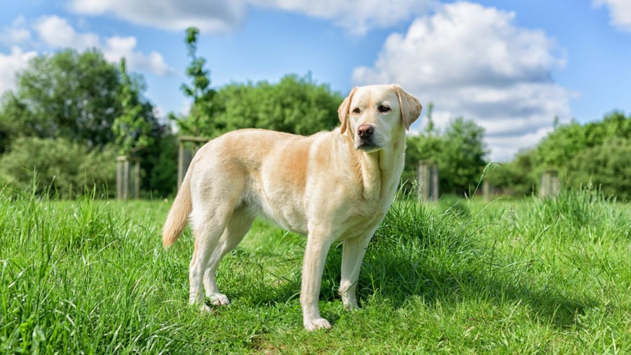 Labrador Retriever breed traits