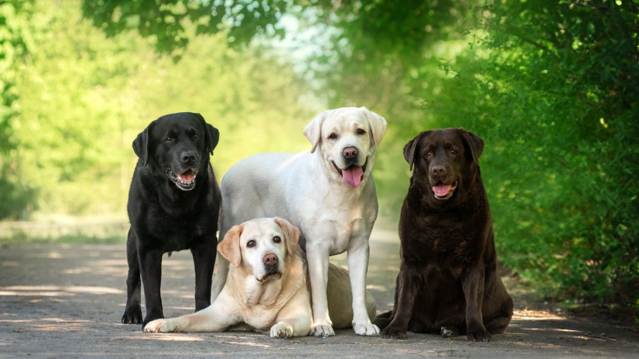 Labrador Retriever Physical Appearance