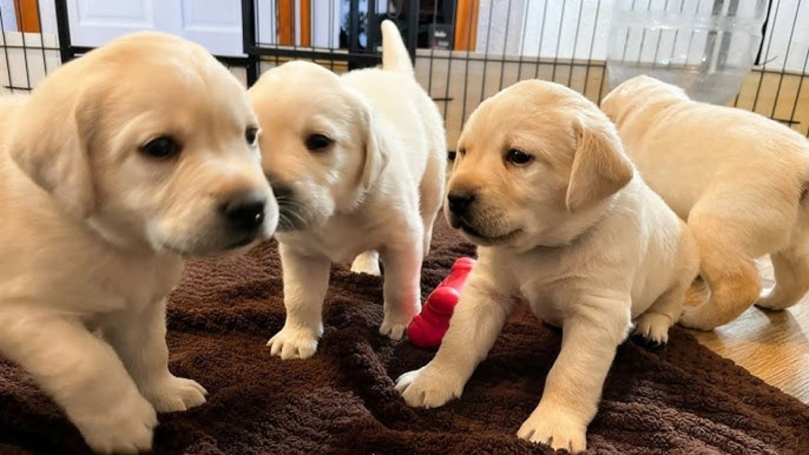Yellow Lab Puppies for Sale Near Me